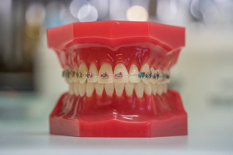 Model of human teeth with colorful braces, showcasing dental care and orthodontics.